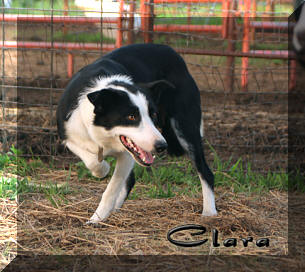 border collie clara