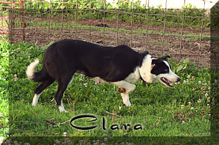 border collie clara