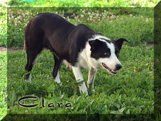 Border Collie Clara